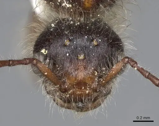 Pogonomyrmex salinus specimen CASENT0923075 image casent0923075_2