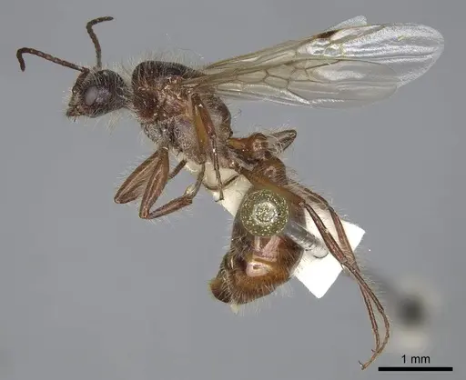 Pogonomyrmex salinus specimen CASENT0923075 image casent0923075_3