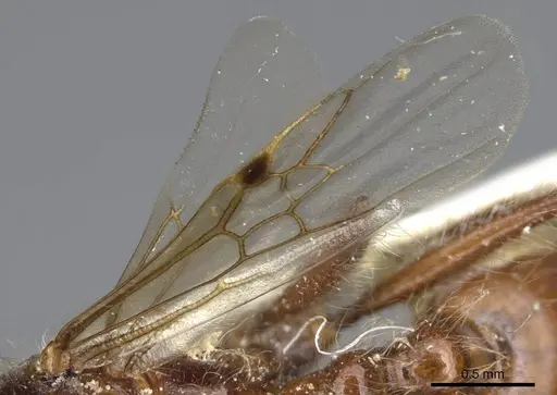 Pogonomyrmex salinus specimen CASENT0923075 image casent0923075_4