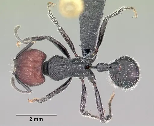 Pogonomyrmex sanmartini specimen CASENT0102693 image casent0102693_1