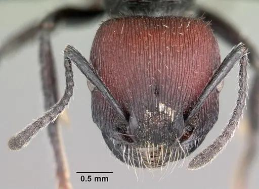 Pogonomyrmex sanmartini specimen CASENT0102693 image casent0102693_2