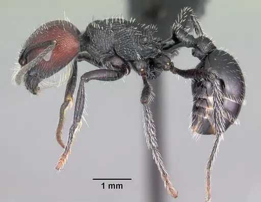 Pogonomyrmex sanmartini specimen CASENT0102693 image casent0102693_3