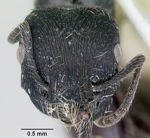 Pogonomyrmex sanmartini specimen CASENT0103391 image casent0103391_2