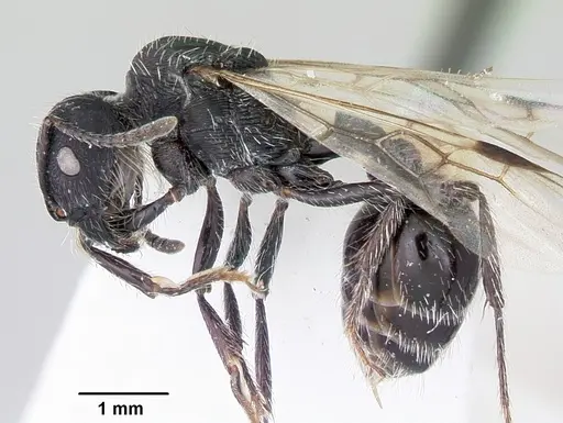 Pogonomyrmex sanmartini specimen CASENT0103391 image casent0103391_3