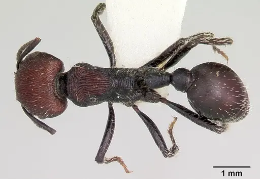 Pogonomyrmex sanmartini specimen CASENT0103403 image casent0103403_1