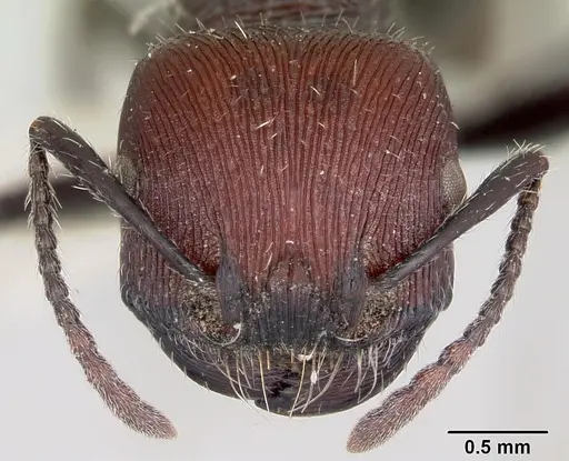 Pogonomyrmex sanmartini specimen CASENT0103403 image casent0103403_2