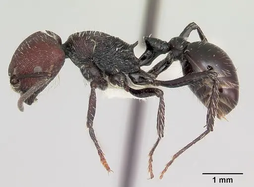 Pogonomyrmex sanmartini specimen CASENT0103403 image casent0103403_3