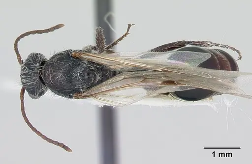 Pogonomyrmex sanmartini specimen CASENT0103526 image casent0103526_1