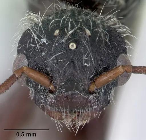 Pogonomyrmex sanmartini specimen CASENT0103526 image casent0103526_2