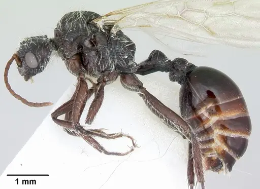 Pogonomyrmex sanmartini specimen CASENT0103526 image casent0103526_3