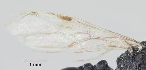 Pogonomyrmex sanmartini specimen CASENT0103526 image casent0103526_4