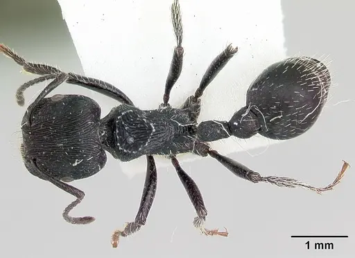 Pogonomyrmex sanmartini specimen CASENT0103527 image casent0103527_1