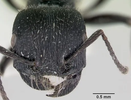 Pogonomyrmex sanmartini specimen CASENT0103527 image casent0103527_2