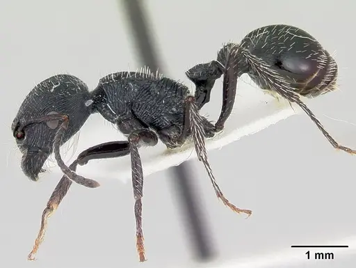 Pogonomyrmex sanmartini specimen CASENT0103527 image casent0103527_3