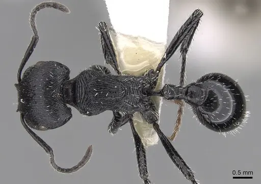Pogonomyrmex sanmartini specimen CASENT0280977 image casent0280977_1