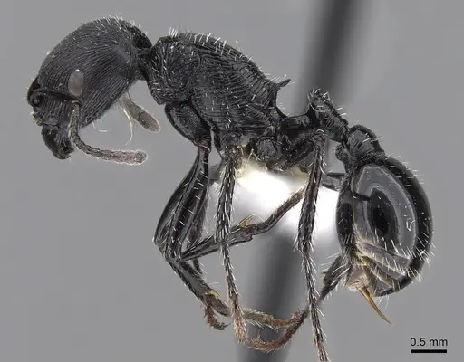 Pogonomyrmex sanmartini specimen CASENT0280977 image casent0280977_3