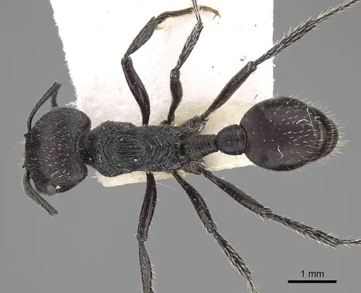 Pogonomyrmex sanmartini specimen CASENT0280979 image casent0280979_1