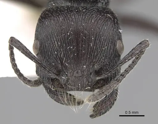 Pogonomyrmex sanmartini specimen CASENT0280979 image casent0280979_3