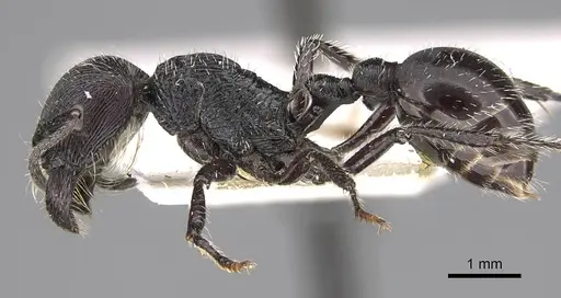 Pogonomyrmex sanmartini specimen CASENT0280979 image casent0280979_4
