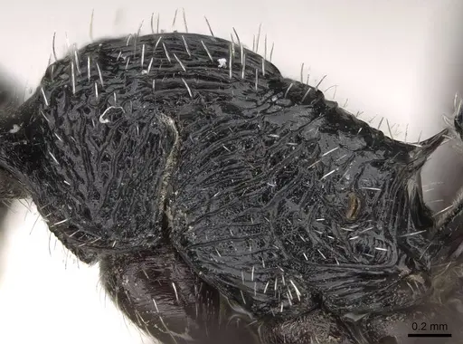 Pogonomyrmex sanmartini specimen CASENT0280979 image casent0280979_5