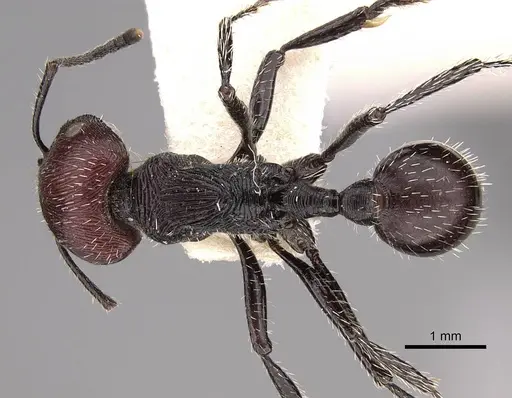 Pogonomyrmex sanmartini specimen CASENT0906503 image casent0906503_1
