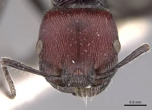 Pogonomyrmex sanmartini specimen CASENT0906503 image casent0906503_2