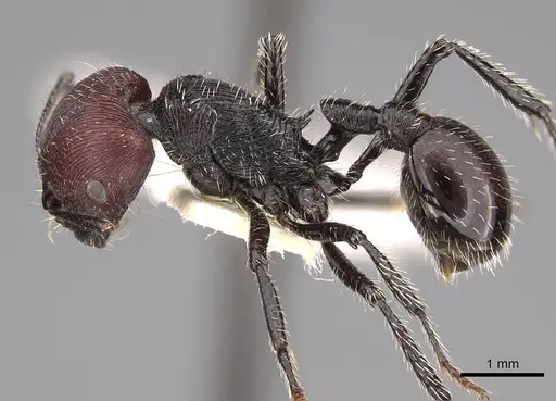 Pogonomyrmex sanmartini specimen CASENT0906503 image casent0906503_3