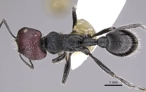 Pogonomyrmex sanmartini specimen CASENT0906504 image casent0906504_1