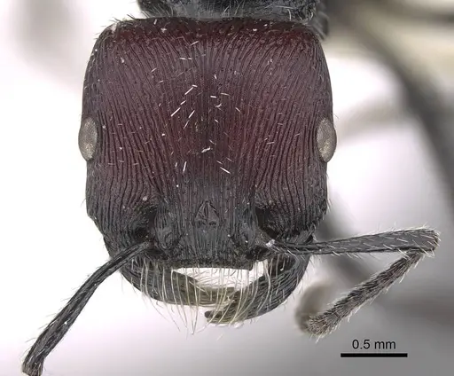 Pogonomyrmex sanmartini specimen CASENT0906504 image casent0906504_2