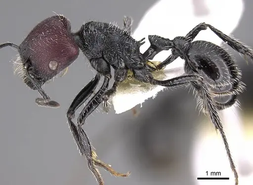 Pogonomyrmex sanmartini specimen CASENT0906504 image casent0906504_3