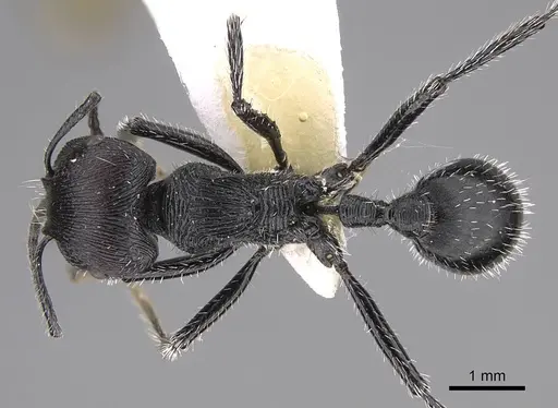 Pogonomyrmex sanmartini specimen CASENT0914345 image casent0914345_1