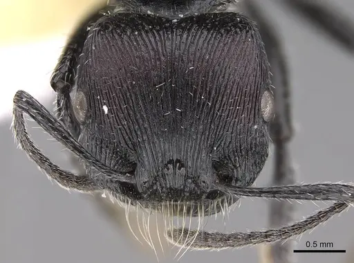 Pogonomyrmex sanmartini specimen CASENT0914345 image casent0914345_2