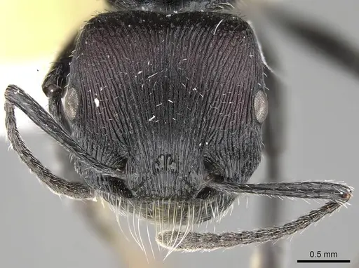 Pogonomyrmex sanmartini specimen CASENT0914345 image casent0914345_3