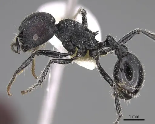 Pogonomyrmex sanmartini specimen CASENT0914345 image casent0914345_4