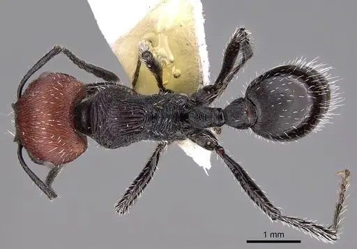 Pogonomyrmex sanmartini specimen CASENT0914352 image casent0914352_1