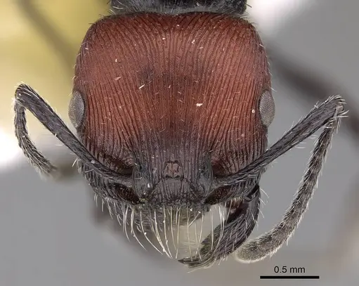 Pogonomyrmex sanmartini specimen CASENT0914352 image casent0914352_2