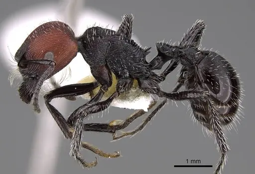 Pogonomyrmex sanmartini specimen CASENT0914352 image casent0914352_3
