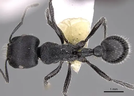 Pogonomyrmex sanmartini specimen CASENT0914353 image casent0914353_1