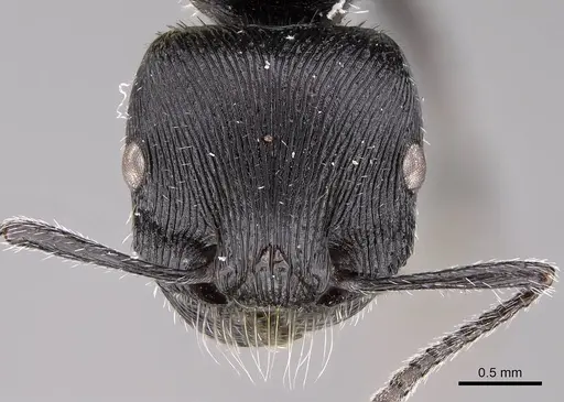 Pogonomyrmex sanmartini specimen CASENT0914353 image casent0914353_2