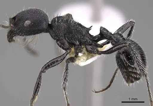 Pogonomyrmex sanmartini specimen CASENT0914353 image casent0914353_3