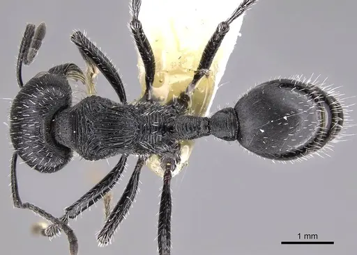Pogonomyrmex sanmartini specimen CASENT0914356 image casent0914356_1