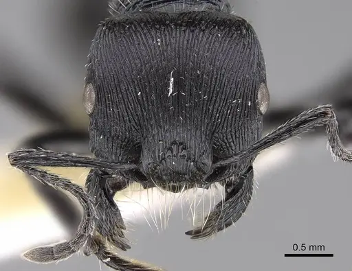 Pogonomyrmex sanmartini specimen CASENT0914356 image casent0914356_2