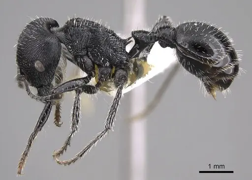 Pogonomyrmex sanmartini specimen CASENT0914356 image casent0914356_3