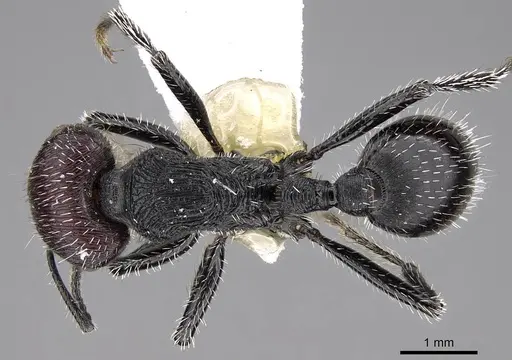 Pogonomyrmex sanmartini specimen CASENT0914357 image casent0914357_1
