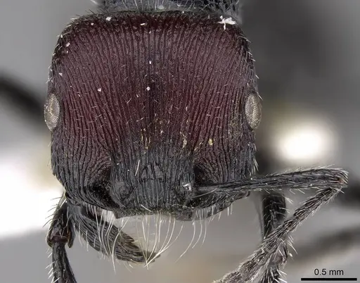 Pogonomyrmex sanmartini specimen CASENT0914357 image casent0914357_2