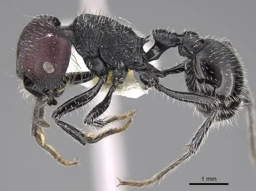 Pogonomyrmex sanmartini specimen CASENT0914357 image casent0914357_3