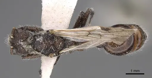 Pogonomyrmex sanmartini specimen CASENT0914358 image casent0914358_2