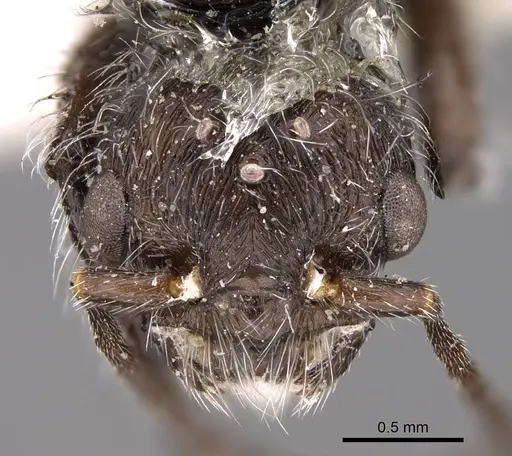 Pogonomyrmex sanmartini specimen CASENT0914358 image casent0914358_3