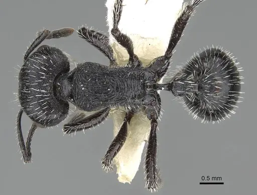 Pogonomyrmex sanmartini specimen CASENT0922476 image casent0922476_1