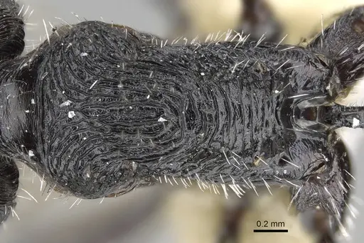 Pogonomyrmex sanmartini specimen CASENT0922476 image casent0922476_2
